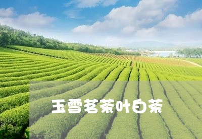 玉雪茗茶叶白茶/2023060248259