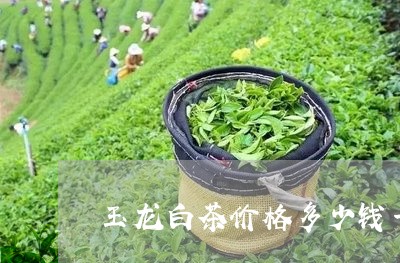 玉龙白茶价格多少钱一盒/2023102761694