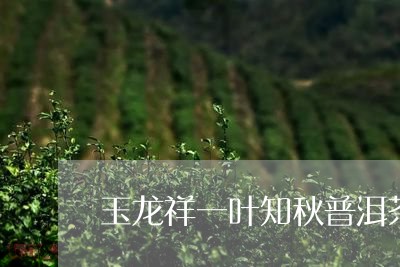 玉龙祥一叶知秋普洱茶/2023092686479