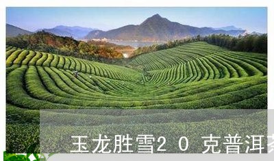 玉龙胜雪20克普洱茶膏价格/2023082857160