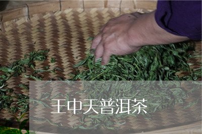 王中天普洱茶/2023042785339