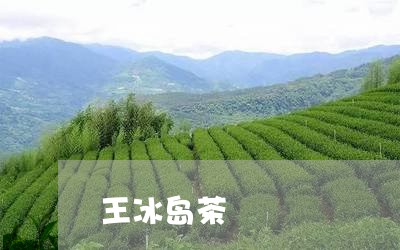 王冰岛茶/2023090172684