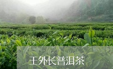 王外长普洱茶/2023042842546