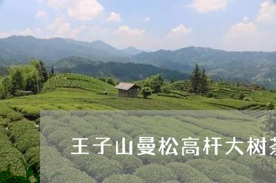 王子山曼松高杆大树茶/2023071322835