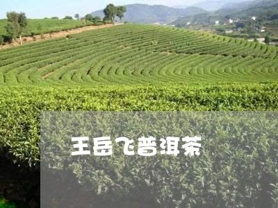 王岳飞普洱茶/2023042733786