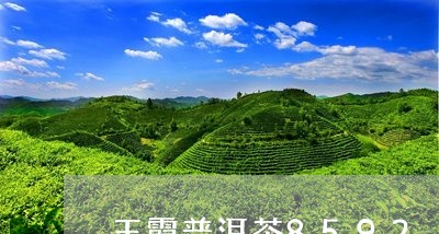 王霞普洱茶8592/2023070815271