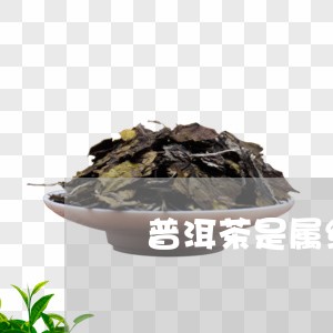 玍普洱茶是属绿茶吗/2023091552926