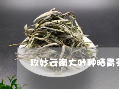 玖妙云南大叶种晒青茶/2023071692047