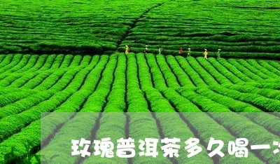 玫瑰普洱茶多久喝一次/2023093092025