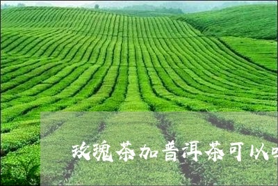 玫瑰茶加普洱茶可以吗/2023073069260