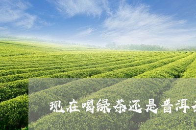 现在喝绿茶还是普洱茶/2023080272603