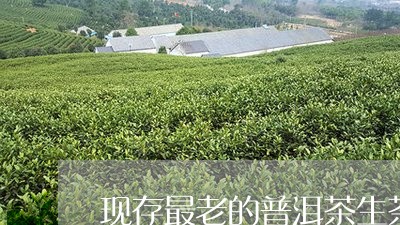 现存最老的普洱茶生茶/2023073162503