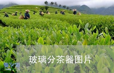 玻璃分茶器图片/2023042924927