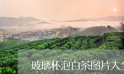 玻璃杯泡白茶图片大全/2023100327148