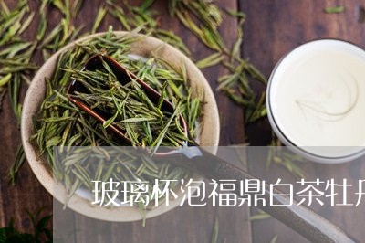 玻璃杯泡福鼎白茶牡丹王/2023092151803