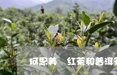 珂思美媞红茶和普洱茶/2023092918204