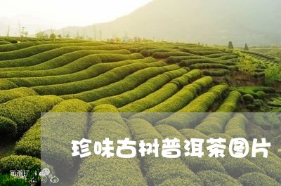 珍味古树普洱茶图片/2023120455826