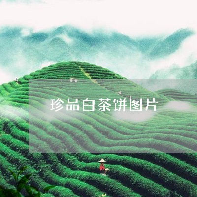 珍品白茶饼图片/2023060373715