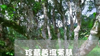 珍藏普洱茶慧/2023042738145