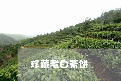 珍藏老白茶饼/2023073137261