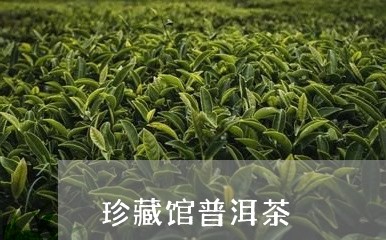 珍藏馆普洱茶/2023042708414