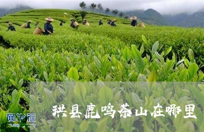 珙县鹿鸣茶山在哪里/2023042216159