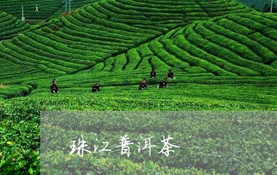 珠江普洱茶/2023112698483