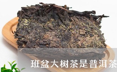 班盆大树茶是普洱茶吗/2023062357270