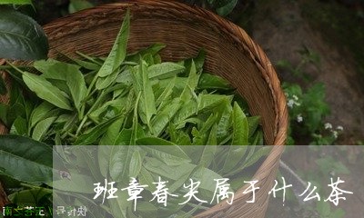 班章春尖属于什么茶/2023042514027