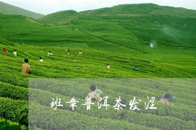 班章普洱茶发涩/2023110902838