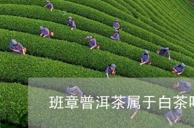 班章普洱茶属于白茶吗/2023072429470