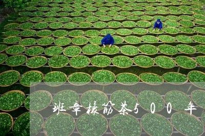 班章橡筋茶500年/2023042547258