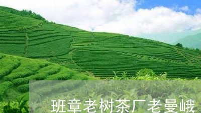 班章老树茶厂老曼峨/2023042575482