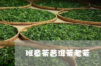 班章茶普洱茶老茶/2023120326391