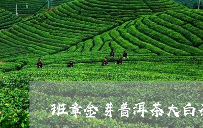 班章金芽普洱茶大白茶/2023092735059