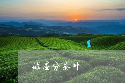 球星分茶叶/2023090244050