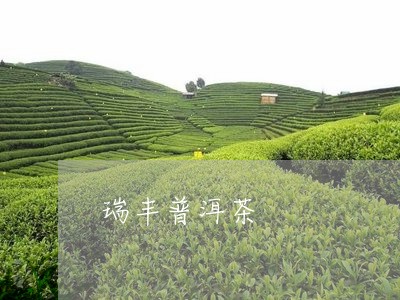 瑞丰普洱茶/2023090505160