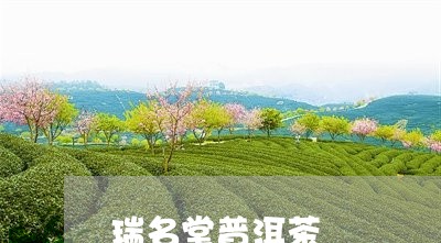 瑞名堂普洱茶/2023042774693