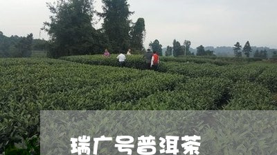 瑞广号普洱茶/2023042960754