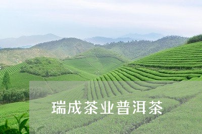 瑞成茶业普洱茶/2023102645059