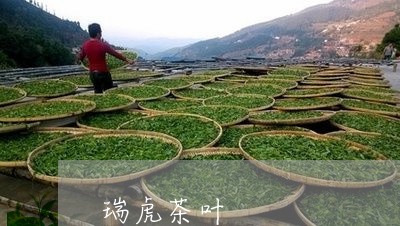 瑞虎茶叶/2023090165915