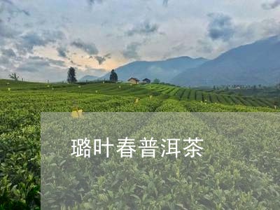 璐叶春普洱茶/2023042505816