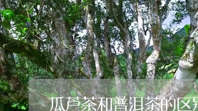 瓜芦茶和普洱茶的区别/2023080127159