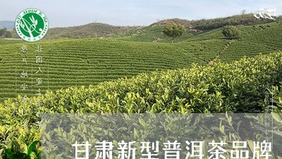 甘肃新型普洱茶品牌/2023070898481