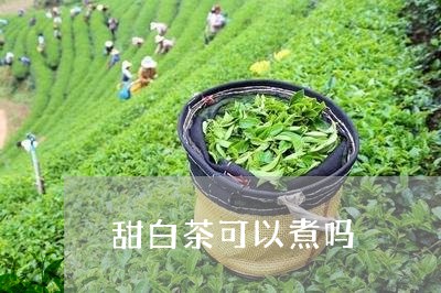 甜白茶可以煮吗/2023070164049