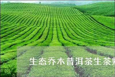 生态乔木普洱茶生茶熟茶/2023120793825