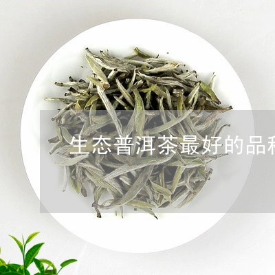 生态普洱茶最好的品种是/2023101736069