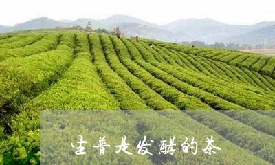 生普是发酵的茶/2023102543695