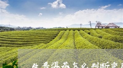 生普洱茶怎么判断变质了/2023112772792