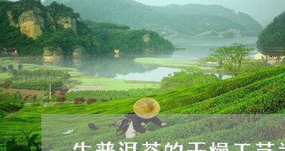 生普洱茶的干燥工艺为什么/2023102507271